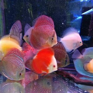 Meet your Posher, Billy